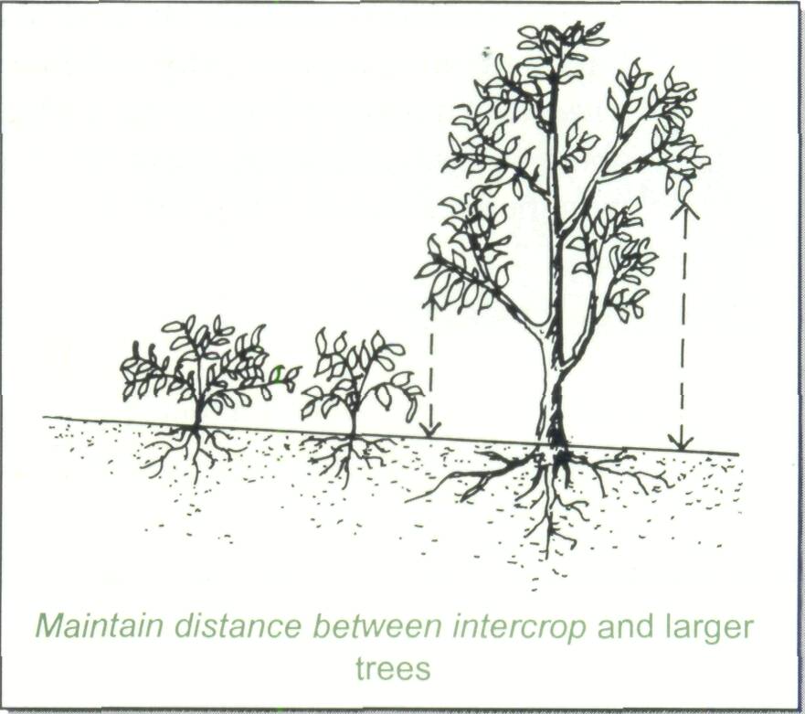 4.4 Annual crops and intercropping
